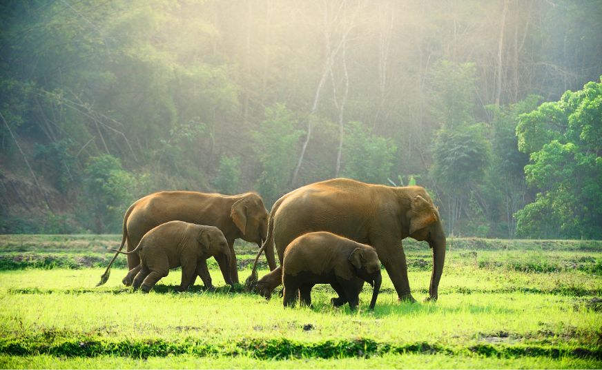 Mystical Kerala